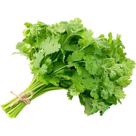 Koriander